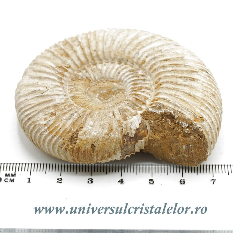 Amonit perisphinctes