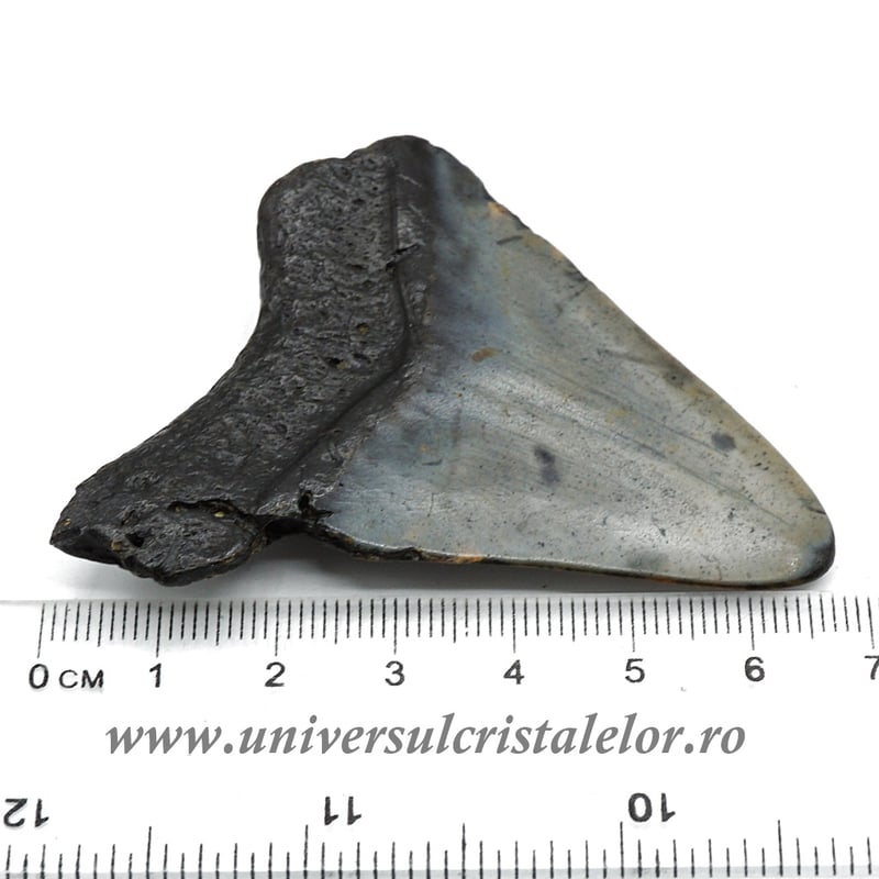 Dinte Megalodon