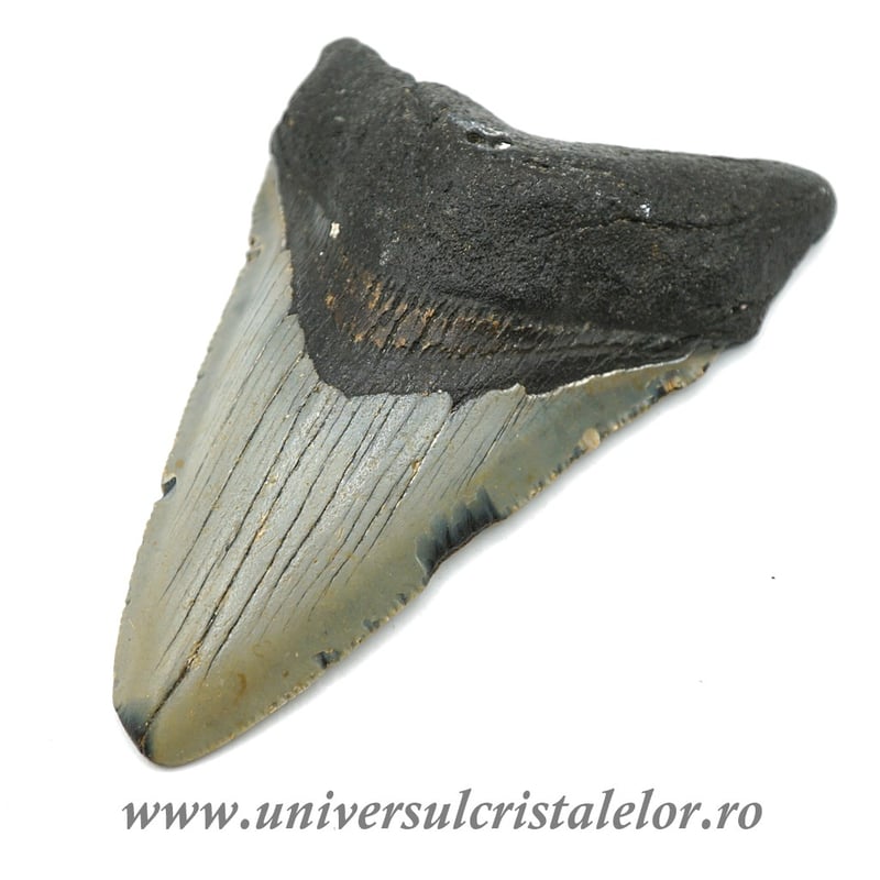 Dinte Megalodon