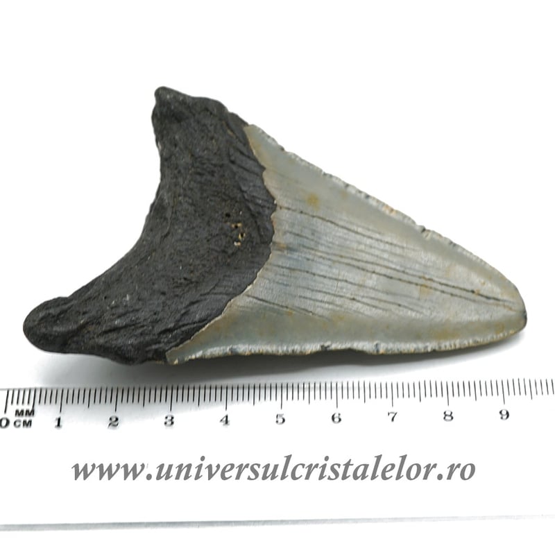 Dinte Megalodon