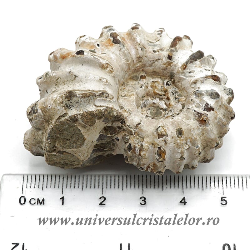 Amonit douvilleiceras