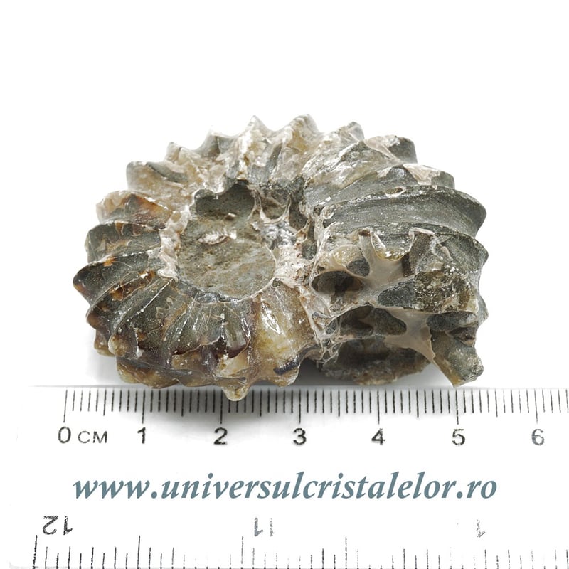 Amonit douvilleiceras