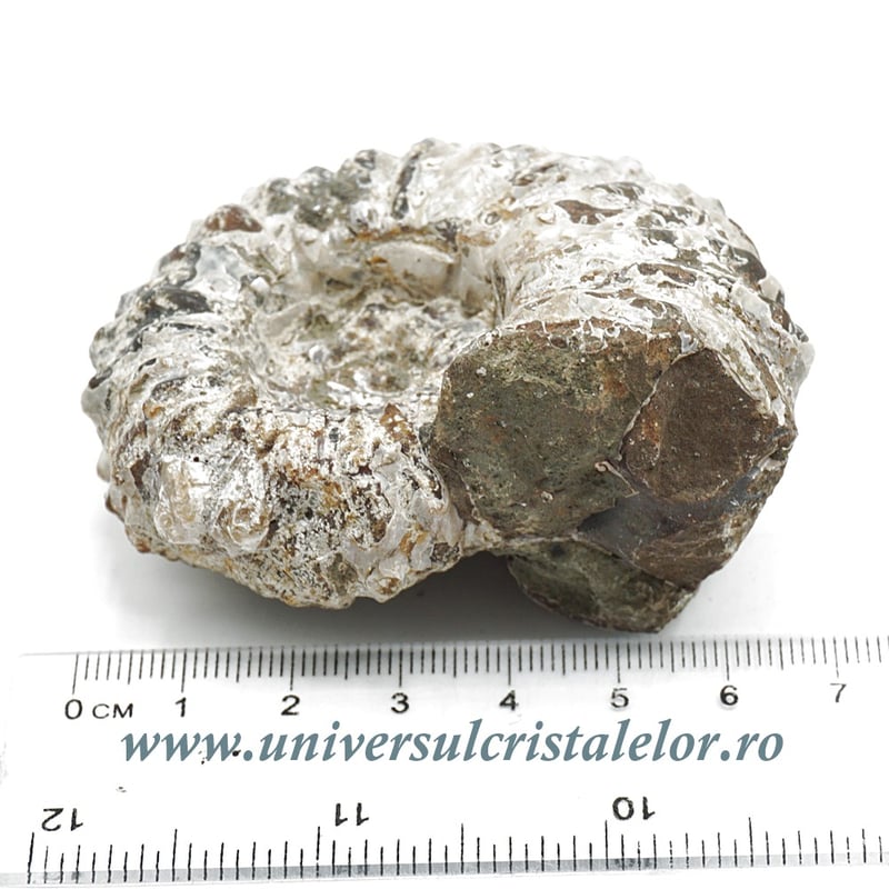 Amonit douvilleiceras