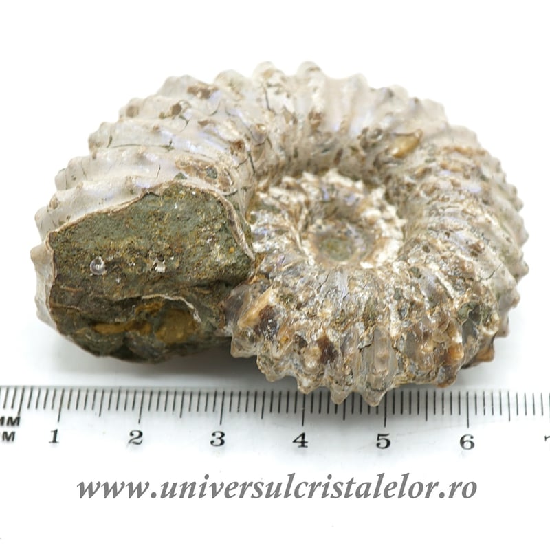 Amonit douvilleiceras