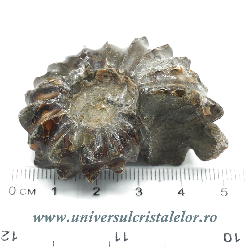 Amonit douvilleiceras