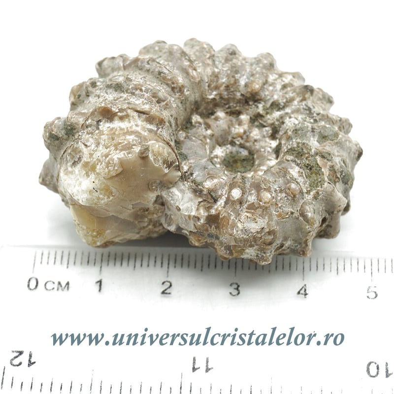 Amonit douvilleiceras slefuit