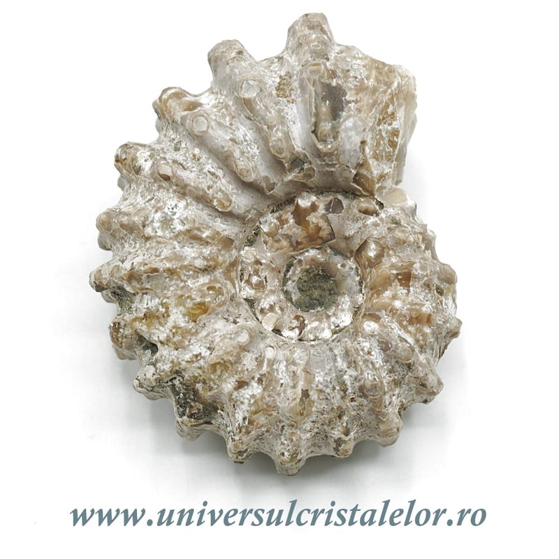 Amonit douvilleiceras slefuit