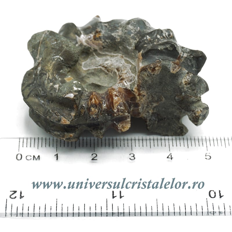 Amonit douvilleiceras