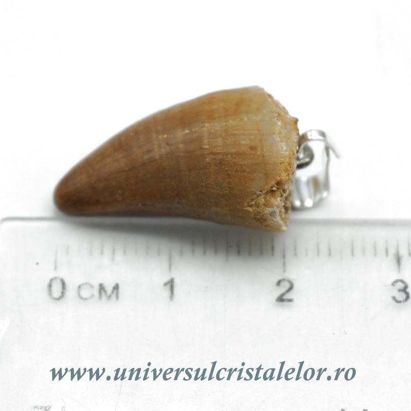 Pandantiv dinte mosasaur