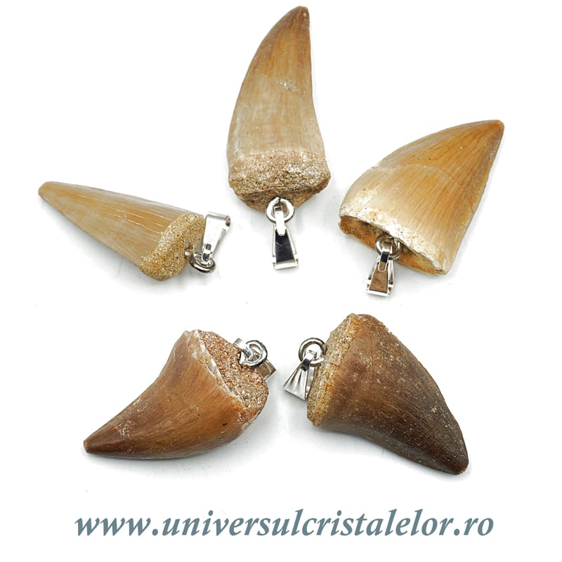 Pandantiv dinte mosasaur