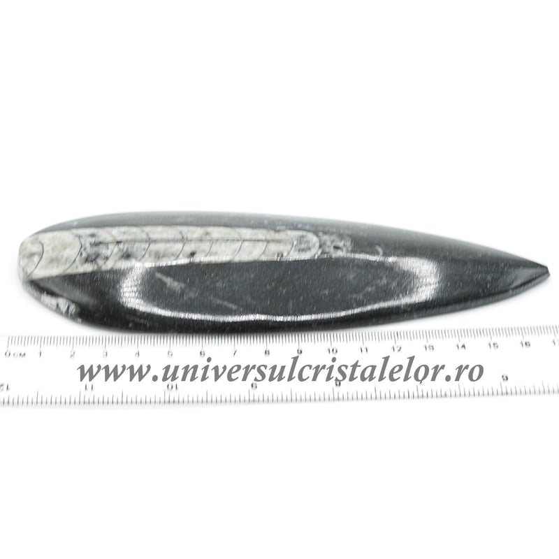 Orthoceras