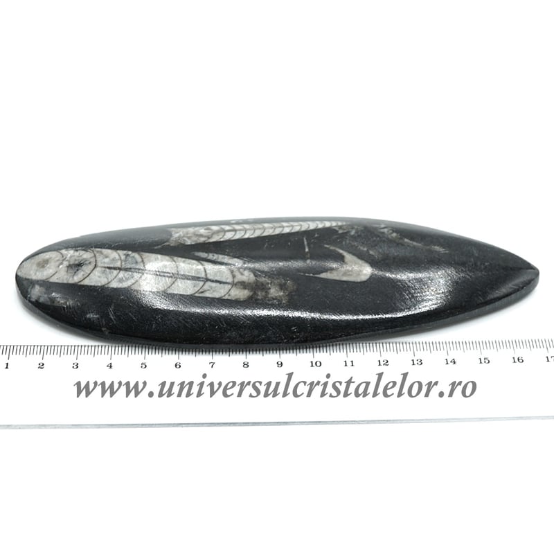 Orthoceras