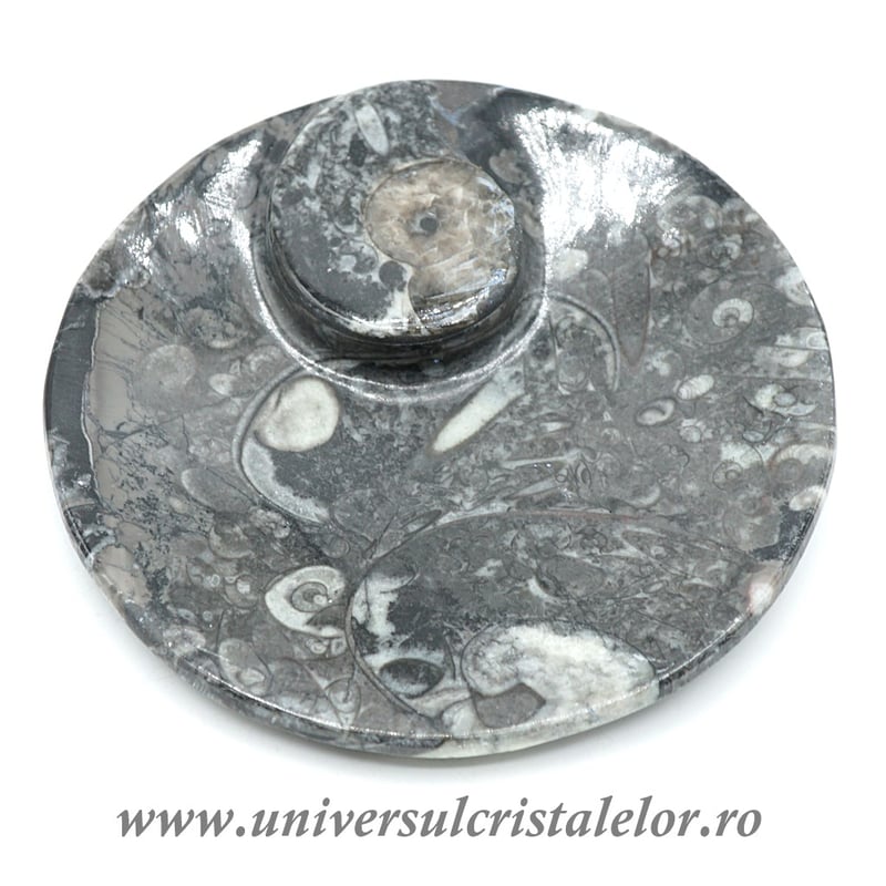 Orthoceras bol rotund