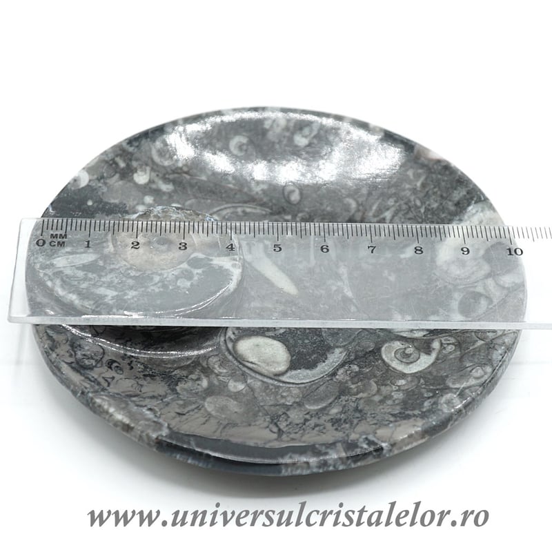 Orthoceras bol rotund