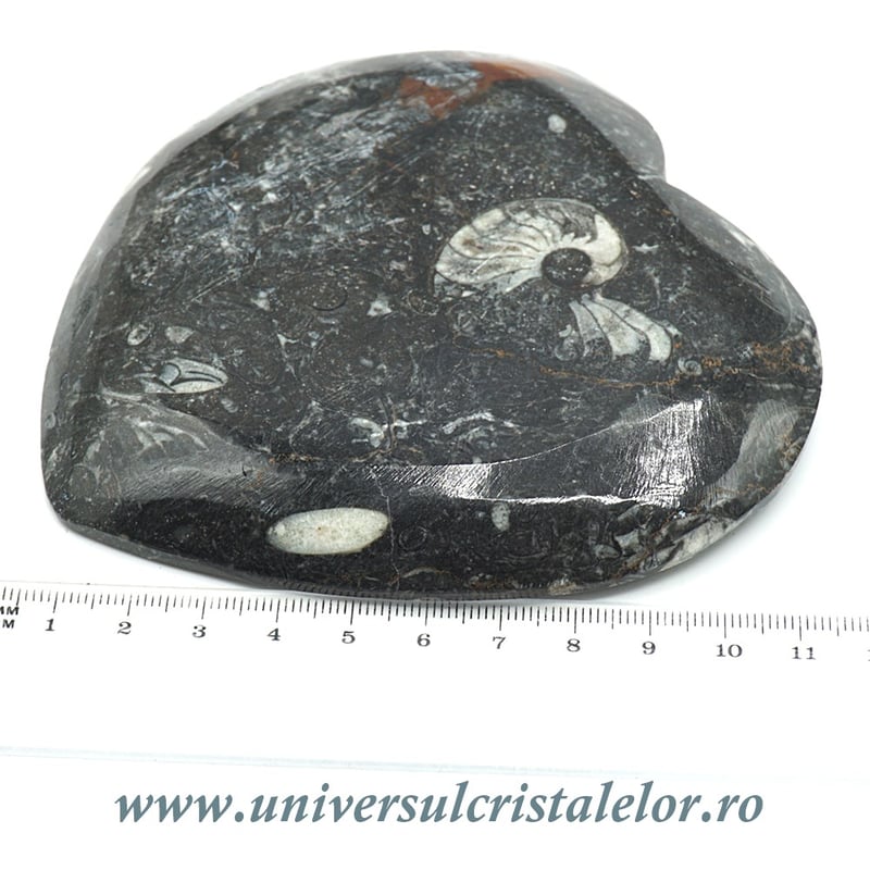 Orthoceras bol inima