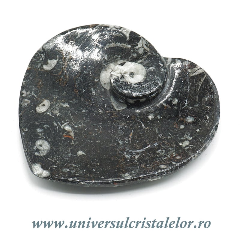 Orthoceras bol inima