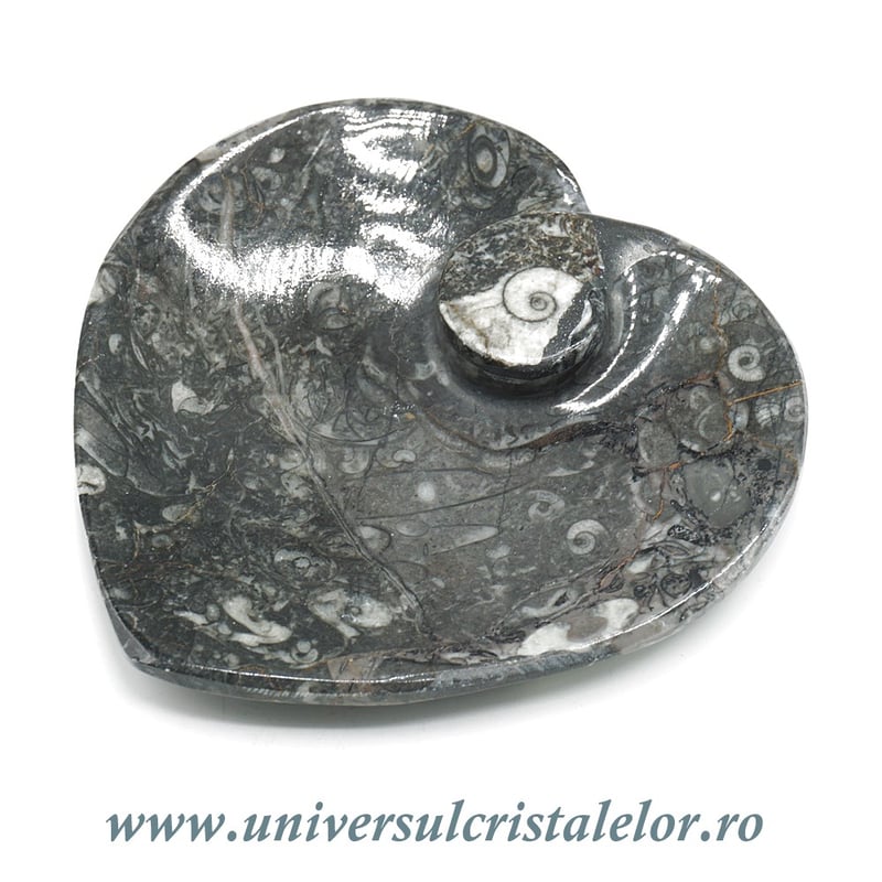 Orthoceras bol inima