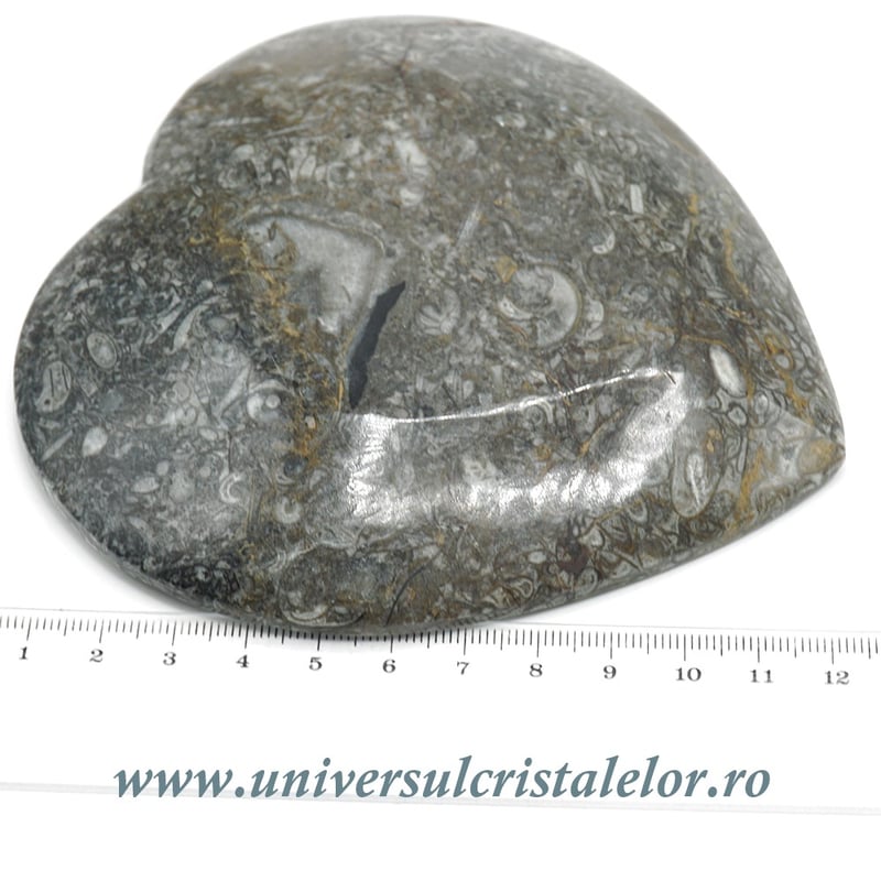 Orthoceras bol inima