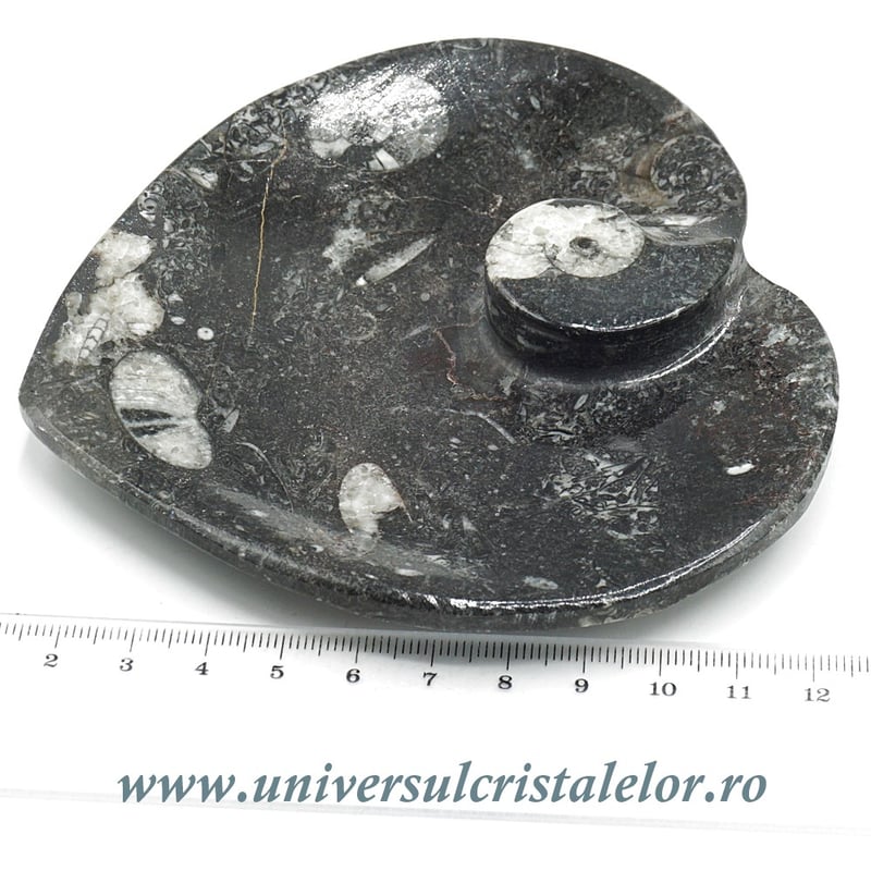 Orthoceras bol inima