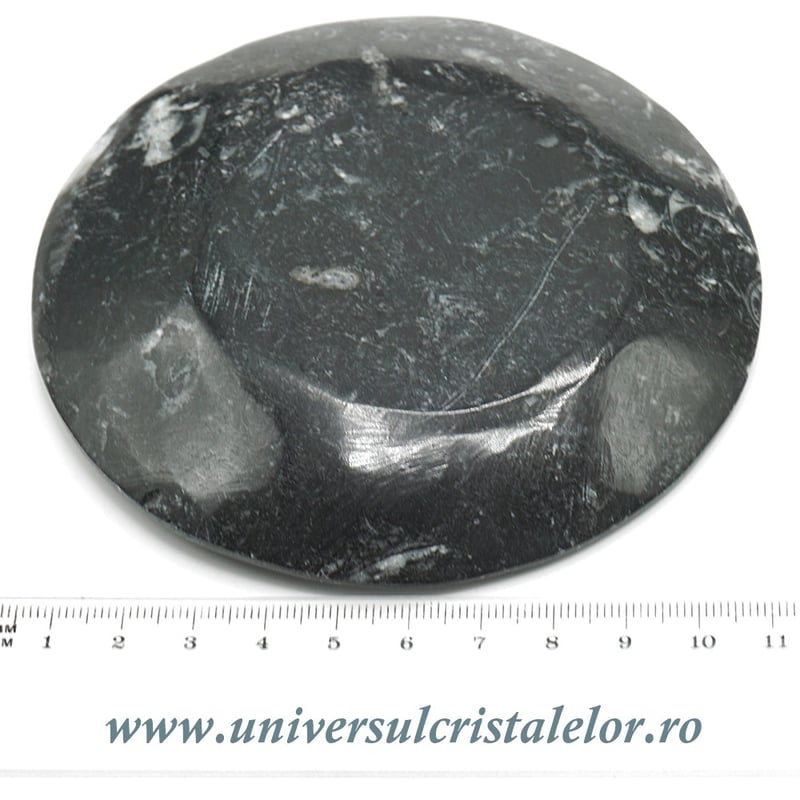 Orthoceras bol rotund