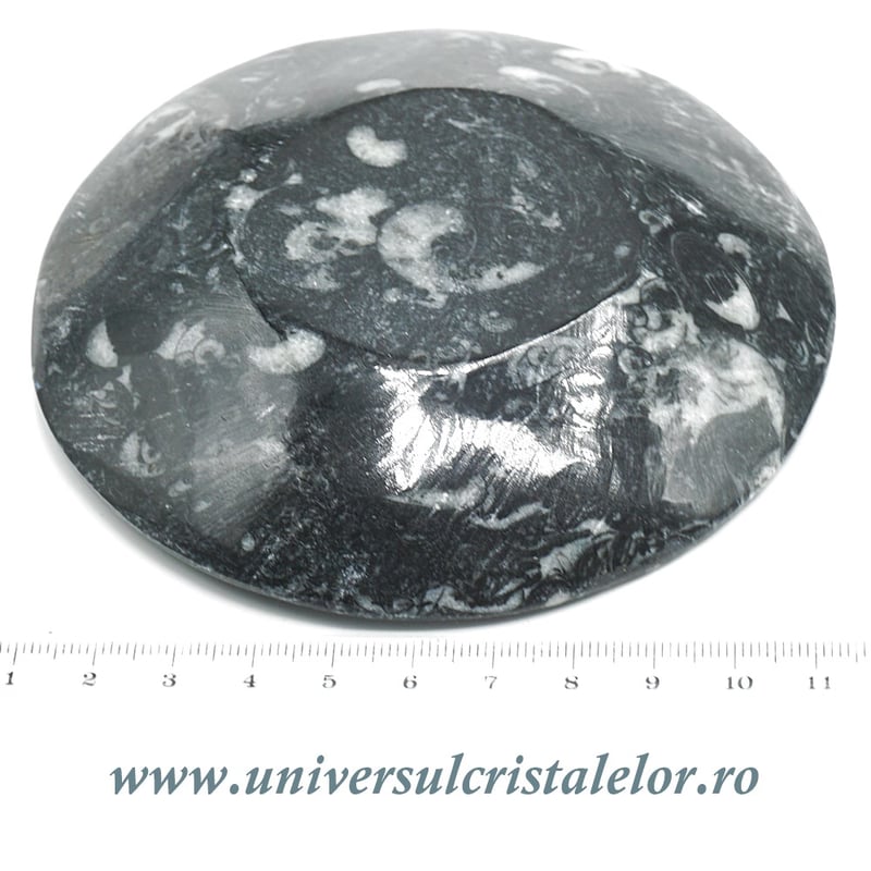 Orthoceras bol rotund