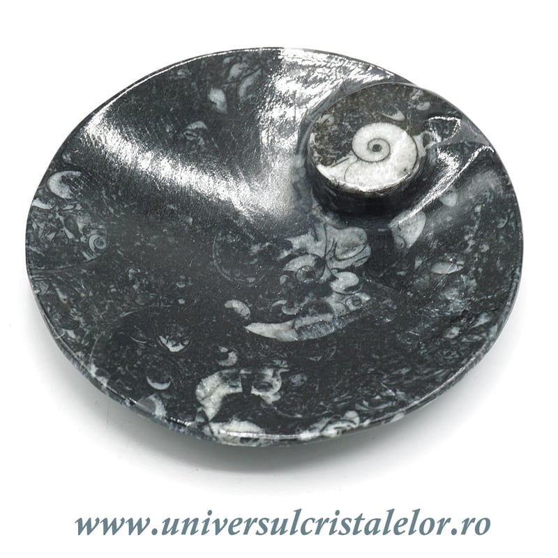 Orthoceras bol rotund