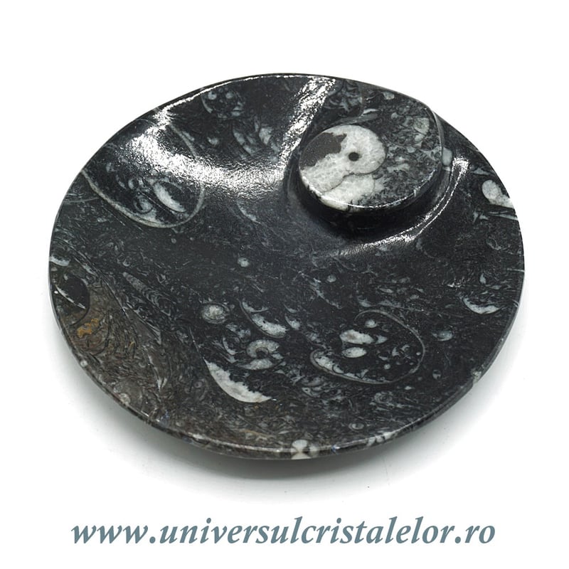 Orthoceras bol rotund