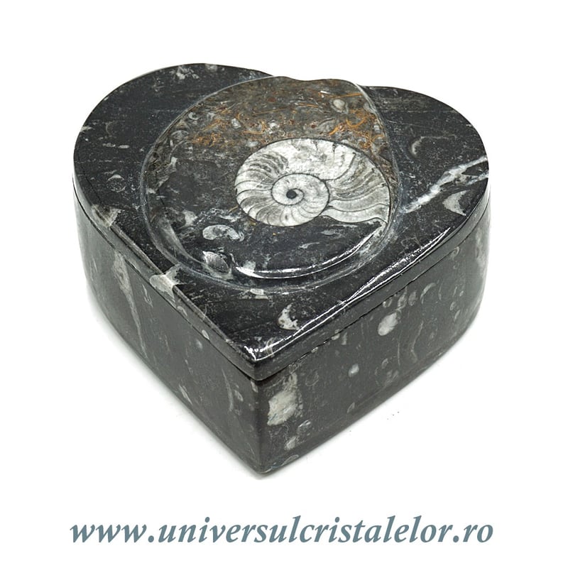 Caseta bijuterii orthoceras