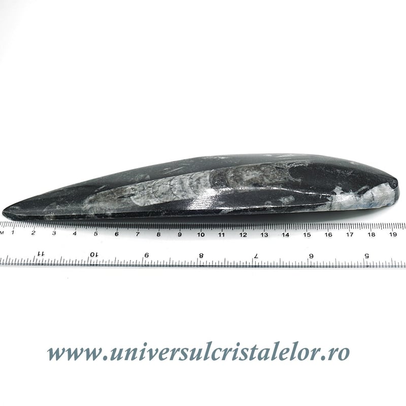Orthoceras
