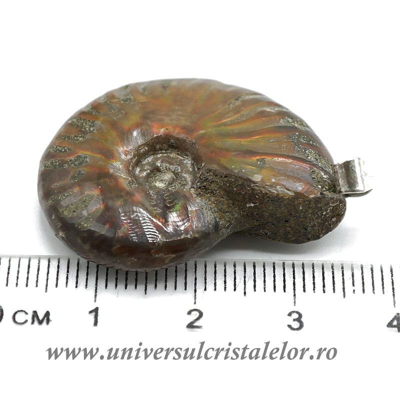 Pandantiv amonit cleoniceras