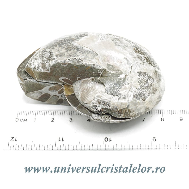 Amoniti cleoniceras pereche