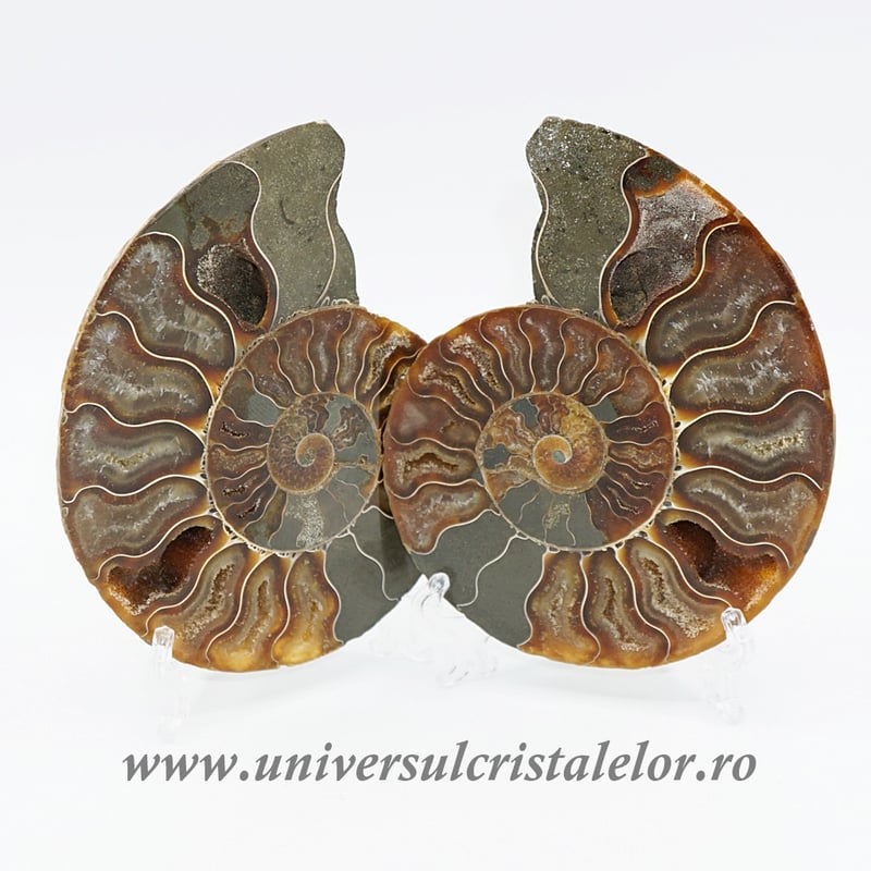 Amoniti cleoniceras pereche