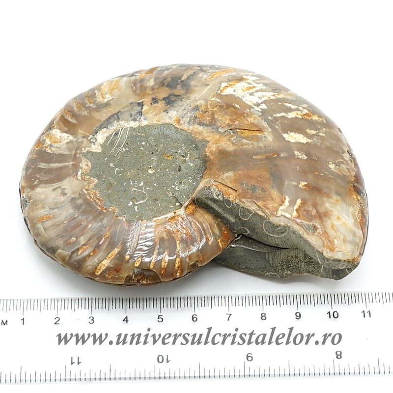 Amoniti cleoniceras pereche