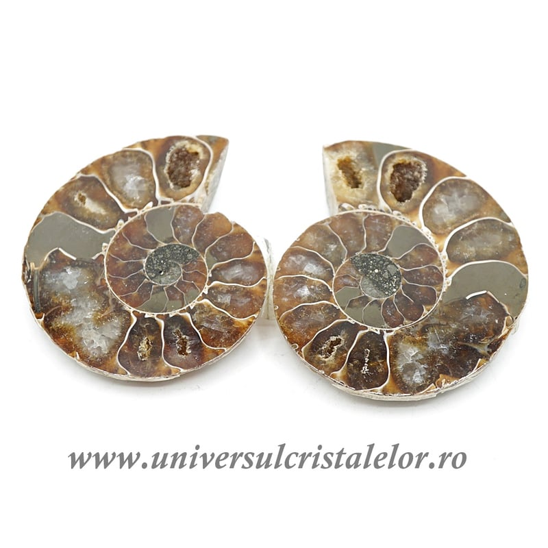 Amoniti cleoniceras pereche