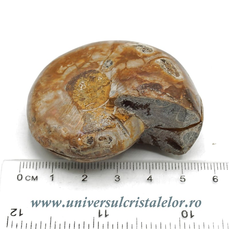 Amoniti cleoniceras pereche