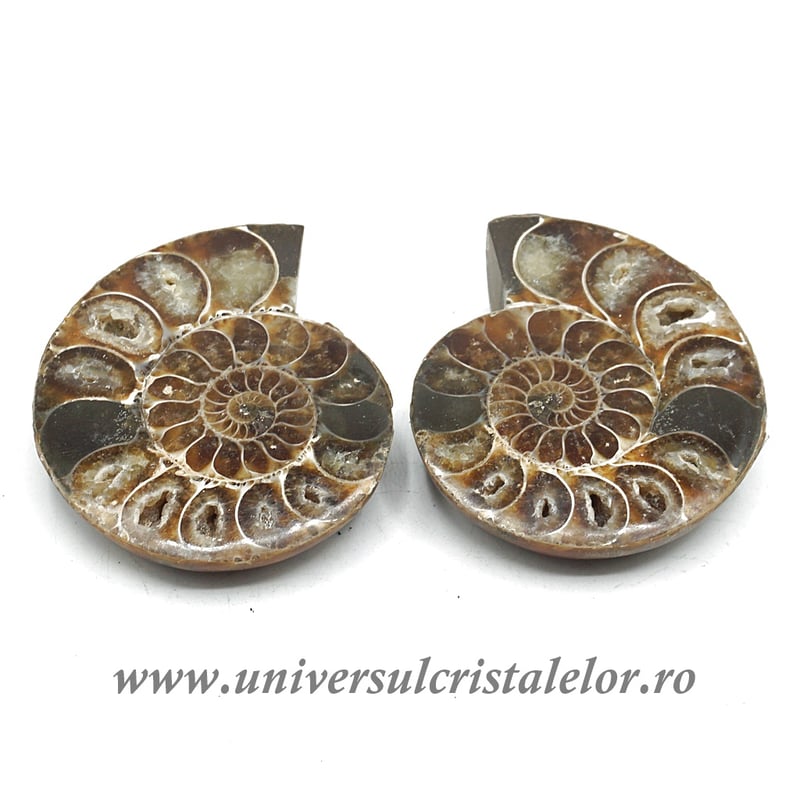 Amoniti cleoniceras pereche