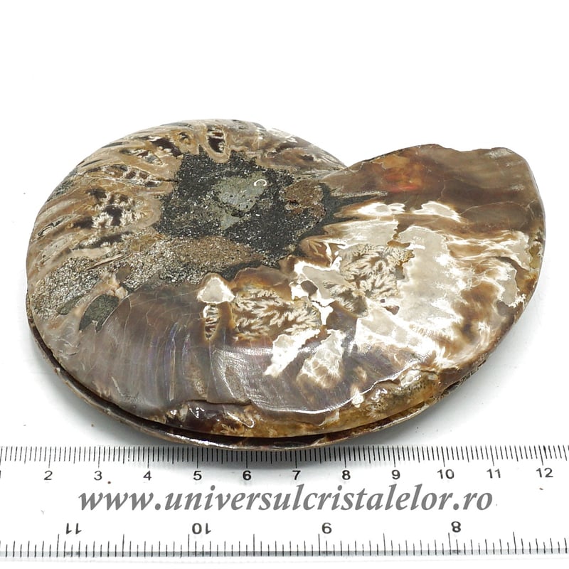 Amoniti cleoniceras pereche