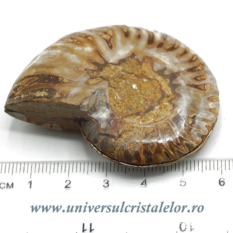 Amoniti cleoniceras pereche