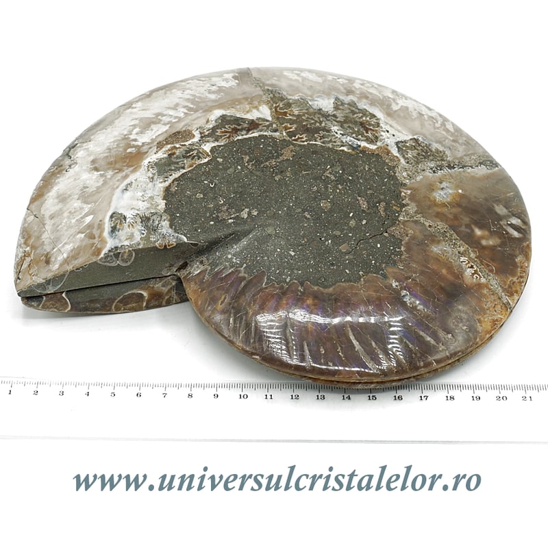 Amoniti cleoniceras pereche