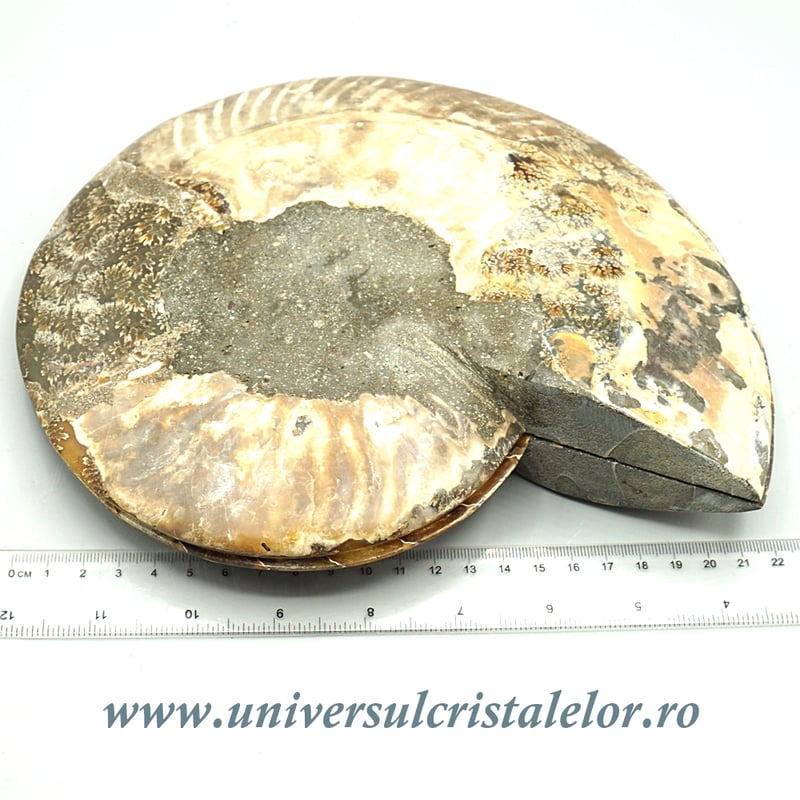 Amoniti cleoniceras pereche