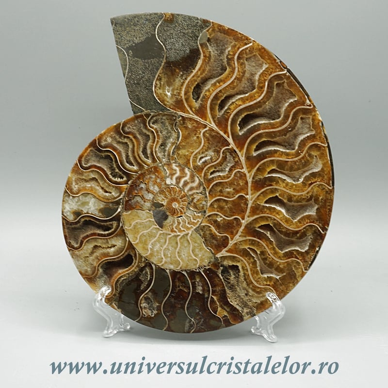 Amoniti cleoniceras pereche