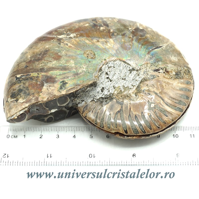 Amoniti cleoniceras pereche