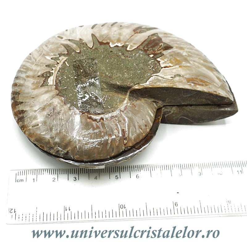 Amoniti cleoniceras pereche