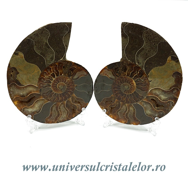 Amoniti cleoniceras pereche