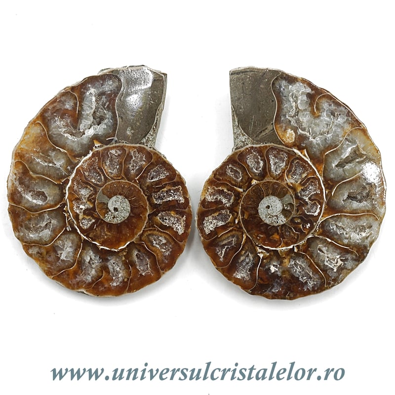 Amoniti cleoniceras pereche