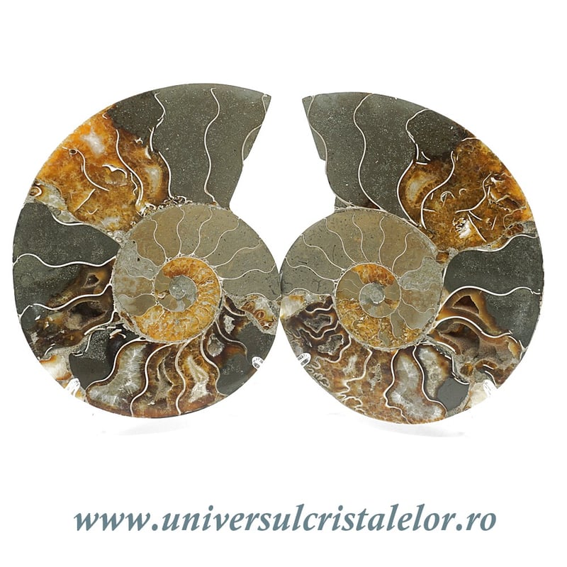 Amoniti cleoniceras pereche