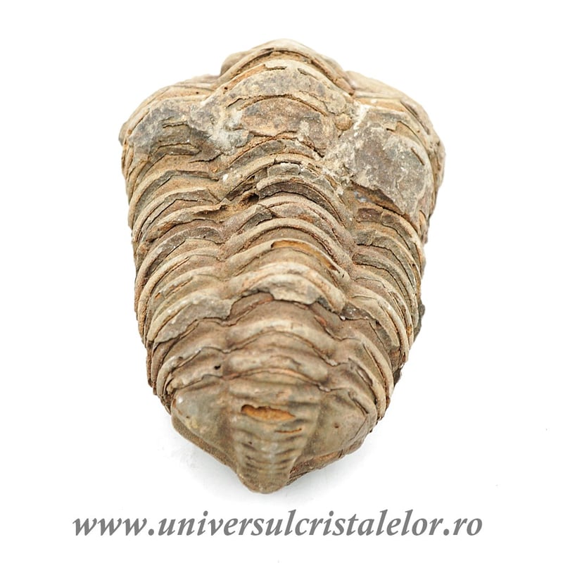 Trilobit