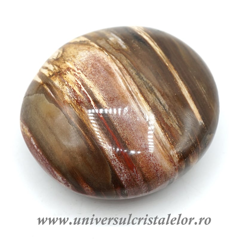 Lemn pietrificat polisat