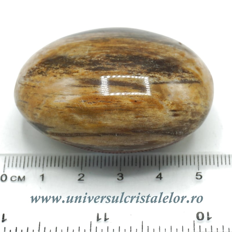 Lemn pietrificat polisat