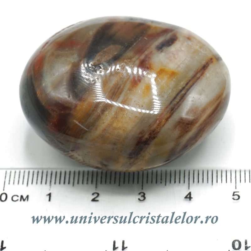 Lemn pietrificat polisat